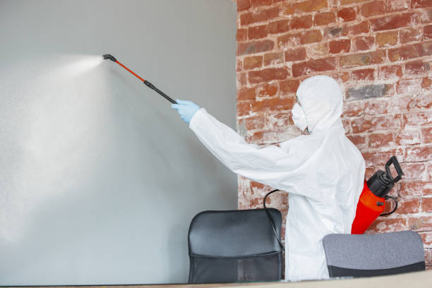 Best Basement Mold Removal  in Shelton, NE